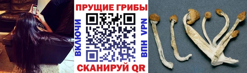 Псилоцибиновые грибы прущие грибы  закладка  Цоци-Юрт 