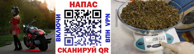 Бошки Шишки семена  Цоци-Юрт 